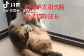 网红猫肥四的萌态