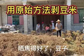 黄豆大丰收，用传统方法脱豆粒，满满一院坝就脱了三袋黄豆