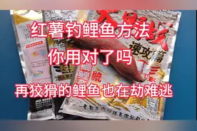 红薯钓鲤鱼的正确方法，注意这两个细节，再狡猾的鲤鱼也在却难逃
