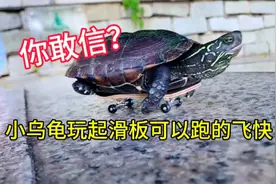 据说：小乌龟很喜欢玩滑板而且还能跑的飞快，帅小伙实测视频封面