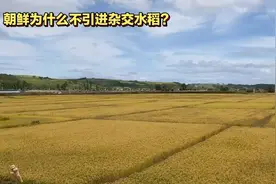 朝鲜为何不引进杂交水稻？背后是技术难题还是另有隐情……视频封面