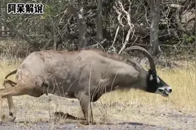 狮子猎杀羚羊，过程一波三折，狮子心机太深了#动物世界 #动视频封面