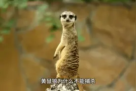 黄鼠狼属于国家保护动物视频封面