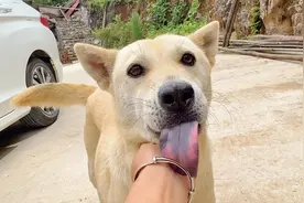 半年不见田园犬露露了，还是像老朋友般热情，翘屁股让我摸好过瘾