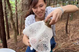 入秋天气转凉，山上竹荪长势甚好，一朵朵小裙子真漂亮视频封面