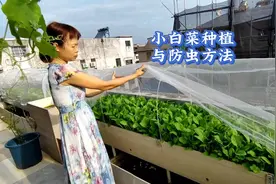 秋季种菜系列分享之一：小白菜的种植与防虫方法视频封面