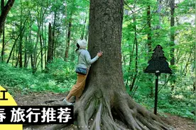 红松故乡：走进林都伊春，去原始森林呼吸最纯净的空气，洗洗肺视频封面