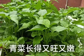 楼顶种菜，青菜施什么肥长得快又嫩？施这种自沤肥水视频封面