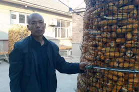 一囤玉米能有多重？用尺子量出周长和高就能算出，咋计算？视频封面