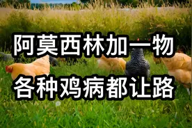 阿莫西林加一物，各种鸡病都让路，养鸡人收藏备用！