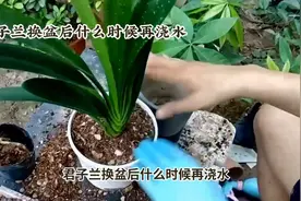 君子兰换盆后，什么时候再浇水？村夫教你这样做，肯定错不了！视频封面