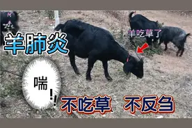羊肺炎不吃草，不反刍记住这个方法，效果嘎嘎好视频封面