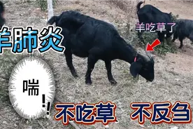 羊肺炎不吃草，不反刍记住这个方法，效果嘎嘎好视频封面