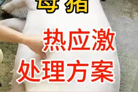 母猪，热应激处理方案视频封面