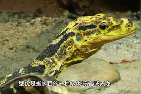 中药解析之壁虎，药性药效和养殖技术视频封面