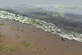 曾大投入治理10多年的浒苔，竟是日本人的补品珍馐要加以保护了😄