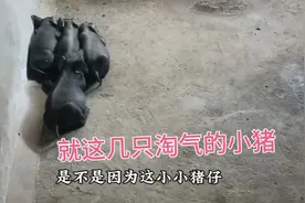 两个多月的母猪都有产前的征兆下奶水，罪魁祸首就是这几头小猪视频封面