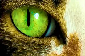 为什么人类跟动物眼睛的瞳孔不一样视频封面