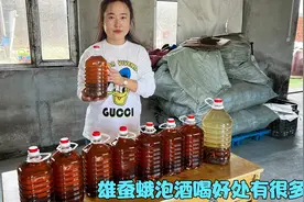 雄蚕蛾泡酒，长期喝对身体好处有很多，今天才知道，太厉害了视频封面