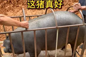 老孟可掏着货了，抓一圈超肥大黑猪，这猪肉一般人没吃过，嘎嘎香
