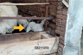 小羊总是舔砖头，是身体缺什么，还是别的原因呢