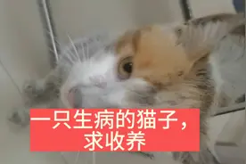 一只生病的流浪猫，求收养视频封面