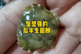 蟹坚强的后半生回顾