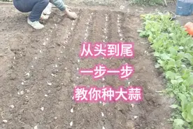 又开始种大蒜了，施肥、播种、盖土，从头到尾全过程分享种植方法