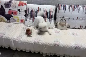 #萌宠日常记录 为什么每次洗完澡澡就这么的兴奋