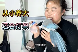 从小养大的灰喜鹊，不知它的寿命是多少年，希望陪我时间长一点视频封面