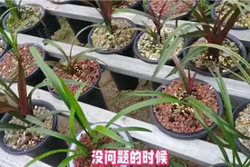 北方养兰不要再纠结自来水的问题了，养不好兰花找自身原因视频封面