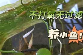 只要是个能装水的容器，就能养的小鱼！皮实好养的观背青鳉。视频封面
