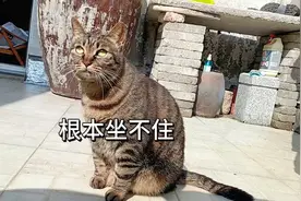 中华狸花猫，看家护院的本领谁能比视频封面