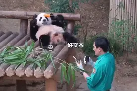 亖变态，老太婆这就是你们需要的情绪价值视频封面