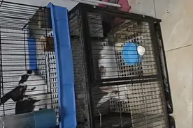 非常听话的三个兔，到家必撸，雨露均沾🐰🐰🐰视频封面