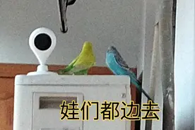 这些幼崽们真不懂事……视频封面