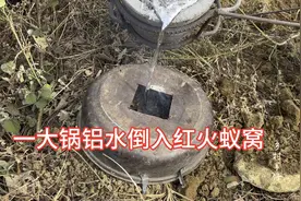 将一大锅“铝水”灌入红火蚁巢，火蚁窝瞬间爆炸，一件艺术品诞生