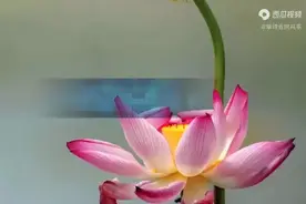 地藏菩萨本愿经全文视频封面
