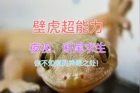 壁虎超能力：夜视、断尾求生，你不知道的神奇之处！视频封面