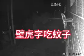 壁虎子吃蚊子视频封面