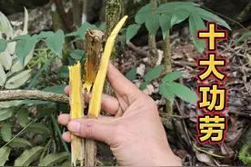 农村山里的“胃炎草”也叫十大功劳，市场上一斤几百元，赶紧认识视频封面