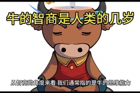 牛的智商相当于人类几岁呢视频封面