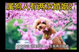 属狗的人一生会有几段感情视频封面