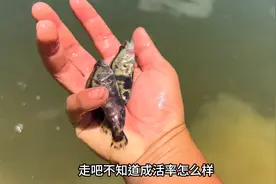 小伙山里养鱼，今天第2批鳜鱼苗到了，7块一条大家说值不值视频封面