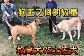坎高VS土佐犬，日本土佐犬第一次开口，就碰上强劲对手视频封面