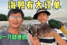 老丈人介绍大客户买海鸭，138一只随便挑，大家觉得贵么视频封面