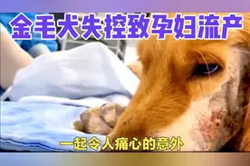 金毛失控，浦东小区孕妇遭袭流产，狗主被判赔9万