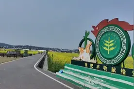 隆平稻田公园 壮观的油菜花 太美了 不去转转 花很快就要凋谢了视频封面