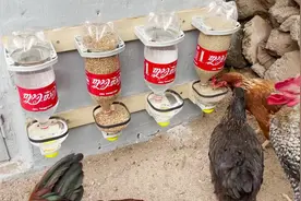 喝过饮料的瓶子不要扔，教你制作简单的鸡饮水器和喂食器