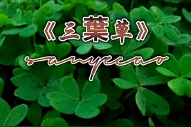 《三葉草》